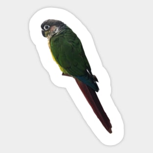 Green Cheek Conure Parrot Bird design, Love for birds Sticker